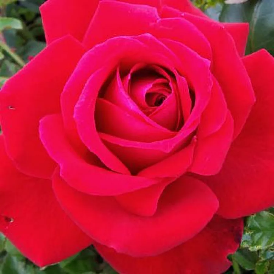 Hybrid Tea - Róża - Ruby Wedding™ - Szkółka Róż Rozaria