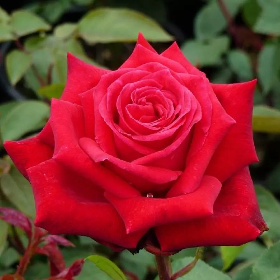 Czerwony - Róża - Ruby Wedding™ - 