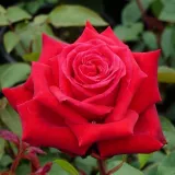 Roșu - trandafiri pomisor - Rosa Ruby Wedding™ - trandafir cu parfum discret
