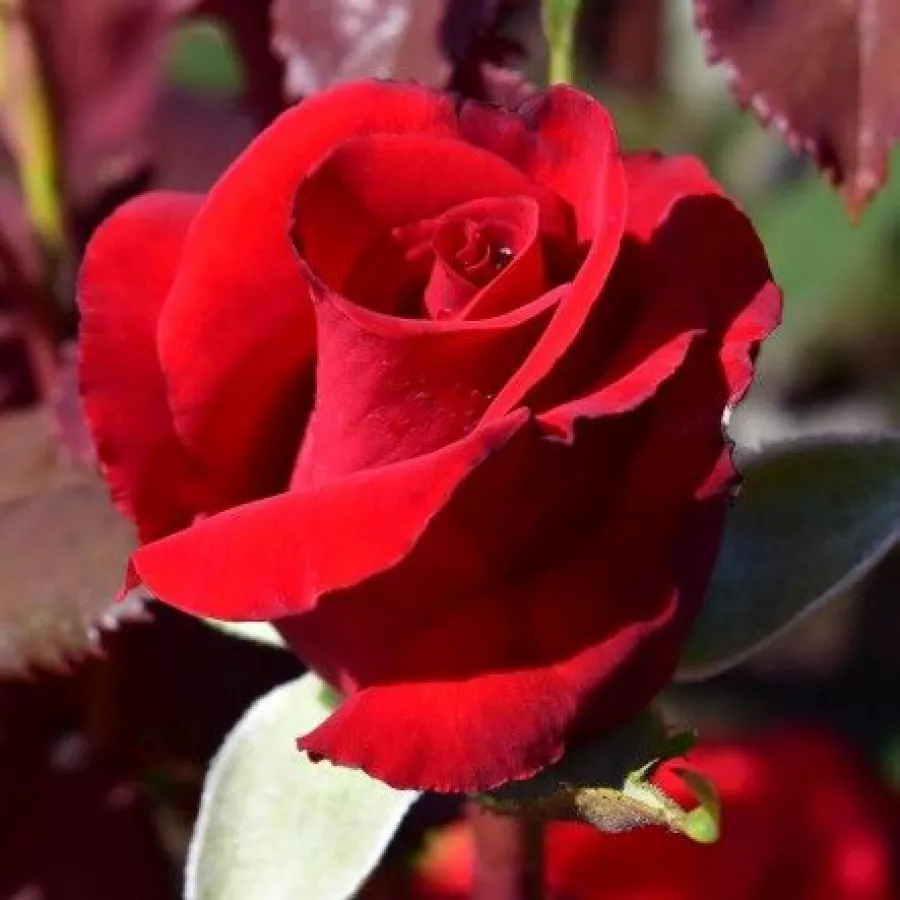 Trandafiri pomisor - Trandafir copac cu trunchi înalt – cu flori teahibrid - Trandafiri - Ruby Wedding™ - 