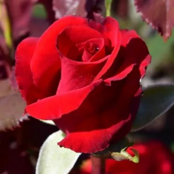 Rosa Ruby Wedding™ - czerwony - róża pienna - Róże pienne - z kwiatami hybrydowo herbacianymi
