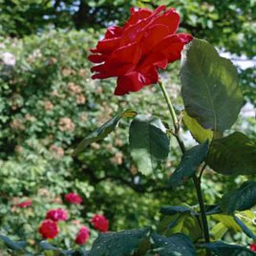120-150 cm - Rózsa - Ruby Wedding™ - Kertészeti webáruház