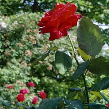 Vörös - teahibrid rózsa - diszkrét illatú rózsa - fahéj aromájú