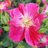 -- - virágágyi polianta rózsa - Online rózsa vásárlás - Rosa Ruby™ - diszkrét illatú rózsa - méz aromájú
