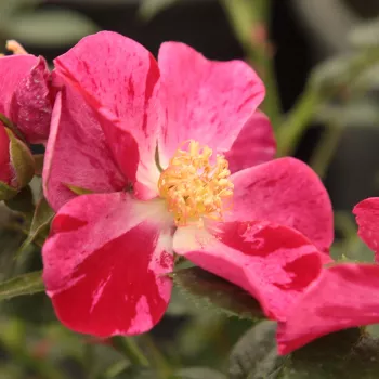 Trandafiri online - Trandafiri Polianta - roșu-roz - trandafir cu parfum discret - Ruby™ - (40-50 cm)