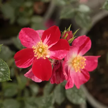 Rosa Ruby™ - roșu-roz - trandafiri pomisor - Trandafir copac cu trunchi înalt – cu flori mărunți