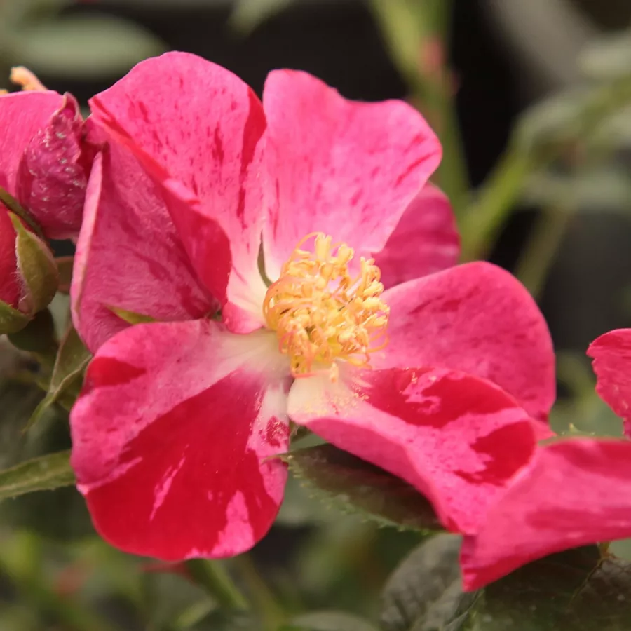 Csokros - Rózsa - Ruby™ - Kertészeti webáruház