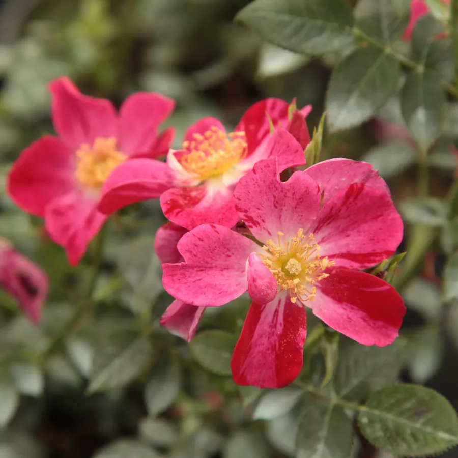 Virágágyi polianta rózsa - Rózsa - Ruby™ - Online rózsa rendelés