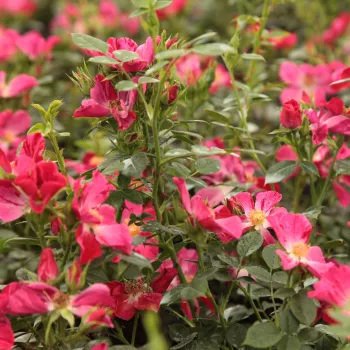 Vörös - rózsaszín csíkos - virágágyi polianta rózsa - diszkrét illatú rózsa - méz aromájú