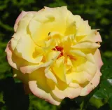 Sárga - parkrózsa - Online rózsa vásárlás - Rosa Rugelda ® - diszkrét illatú rózsa - méz aromájú