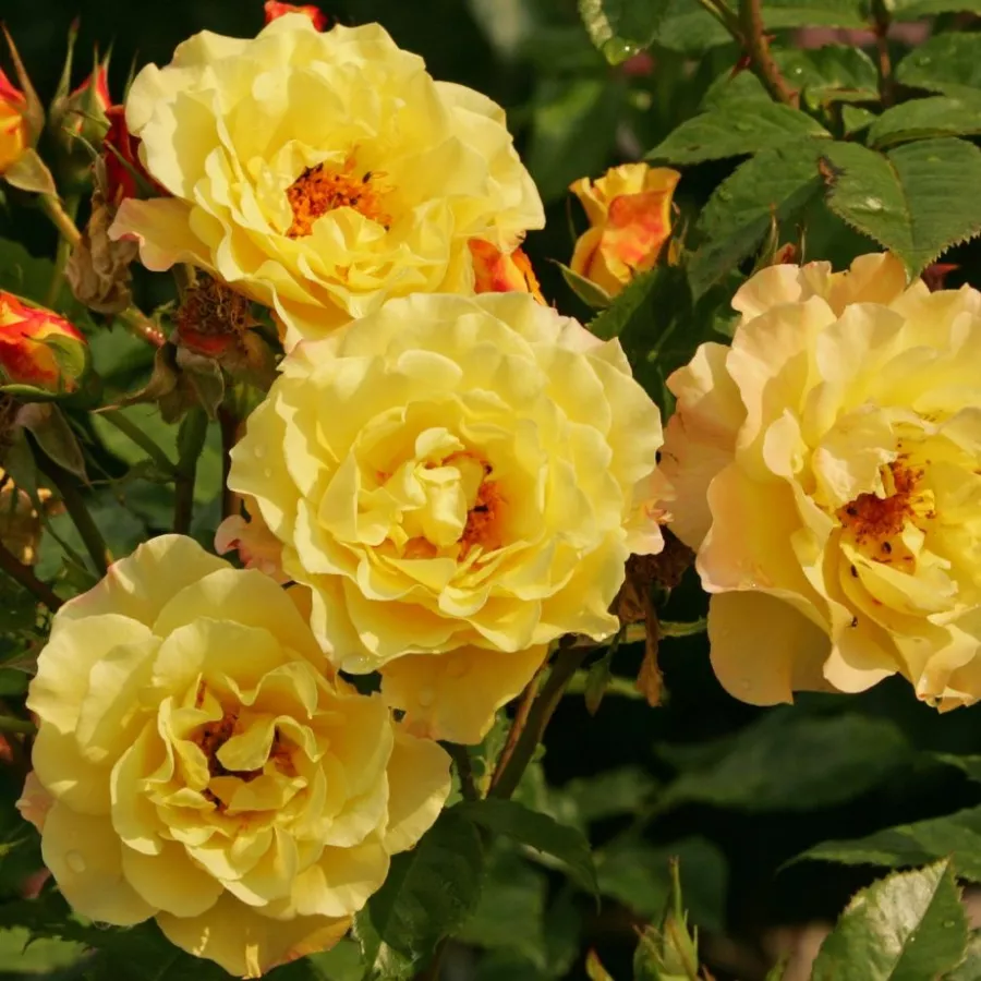 żółty - Róża - Rugelda ® - Szkółka Róż Rozaria
