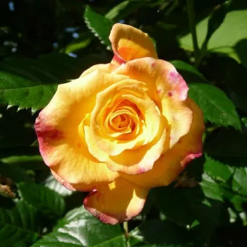 Rosa Rugelda ® - sárga - parkrózsa