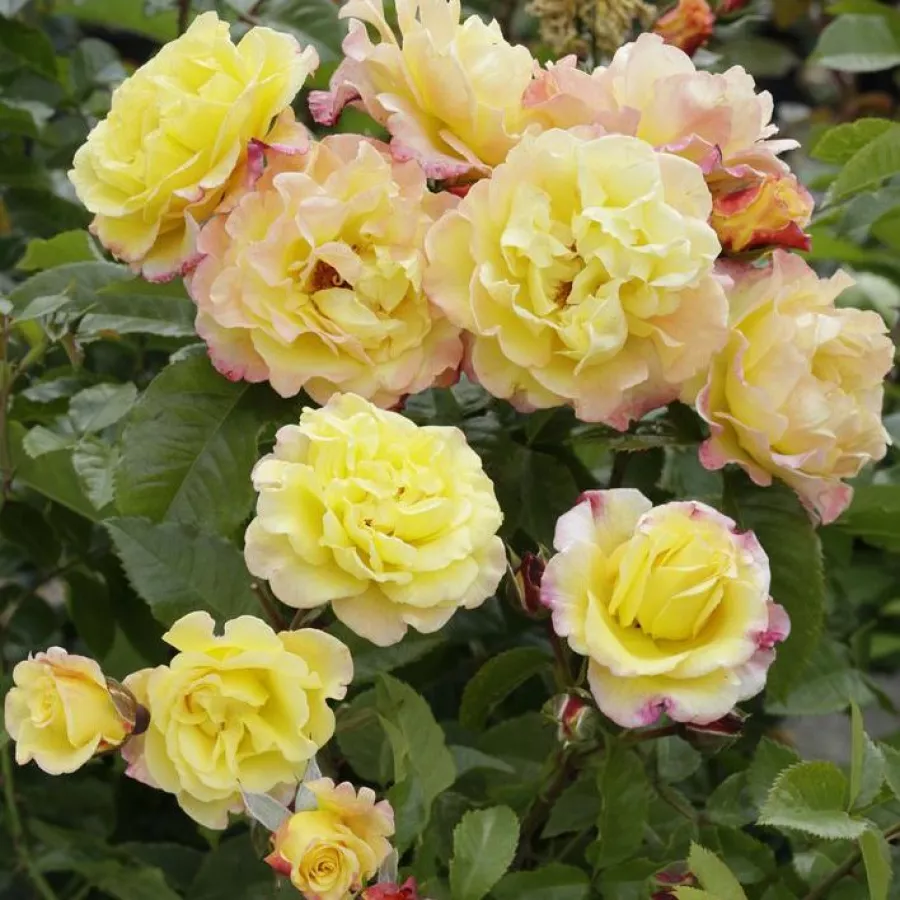 KORruge - Rosa - Rugelda ® - Produzione e vendita on line di rose da giardino