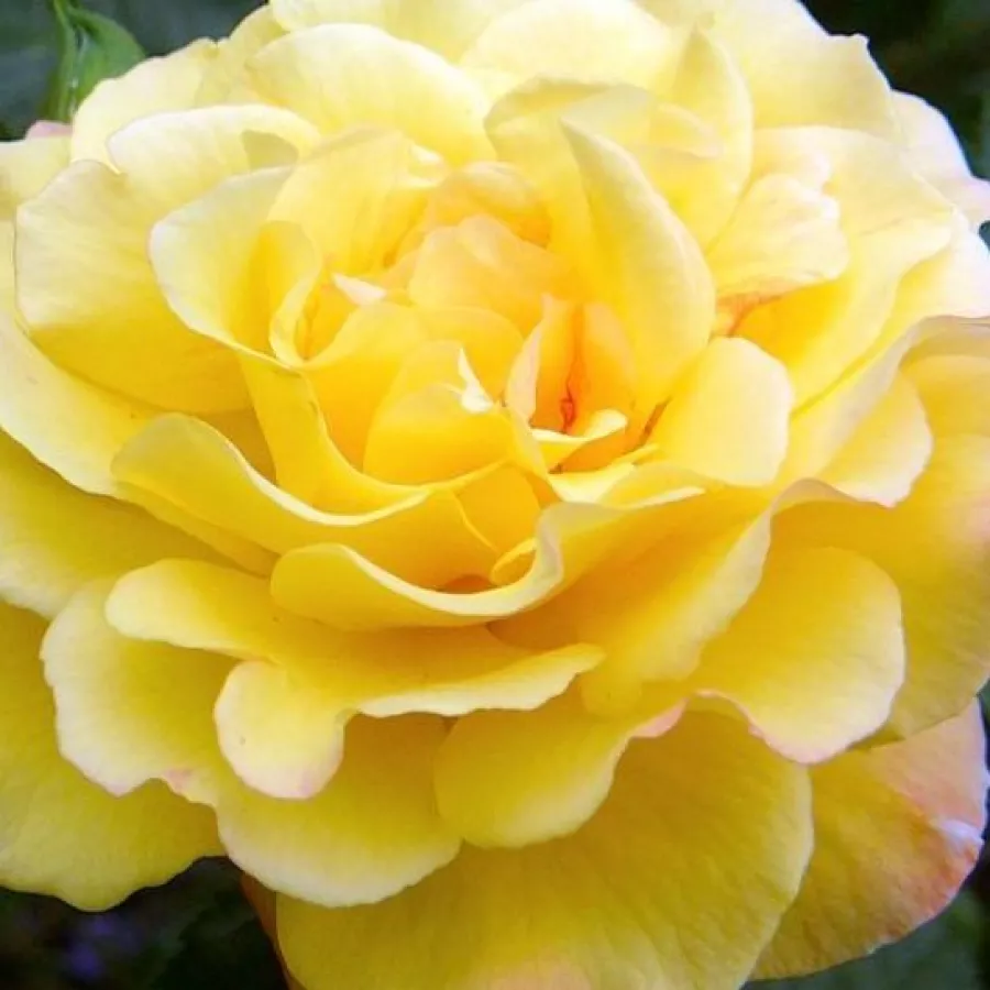 Shrub, Hybrid Rugosa - Rosa - Rugelda ® - Produzione e vendita on line di rose da giardino