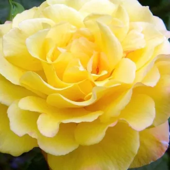 Online rózsa rendelés  - parkrózsa - sárga - diszkrét illatú rózsa - méz aromájú - Rugelda ® - (150-250 cm)