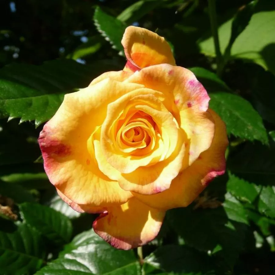 Csokros virágú - magastörzsű rózsafa - Rózsa - Rugelda ® - Kertészeti webáruház