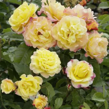 Amarillo limón con bordes rojo - árbol de rosas de flores en grupo - rosal de pie alto - rosa de fragancia discreta - miel