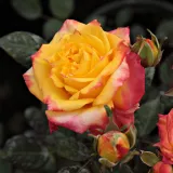 Vörös - sárga - virágágyi floribunda rózsa - Online rózsa vásárlás - Rosa Rumba ® - diszkrét illatú rózsa - méz aromájú