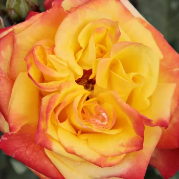 Online rózsa vásárlás - vörös - sárga - virágágyi floribunda rózsa - Rumba ® - diszkrét illatú rózsa - méz aromájú - (30-70 cm)