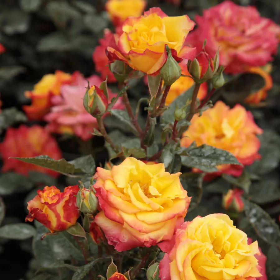 Czerwony żółty - Róża - Rumba ® - Szkółka Róż Rozaria