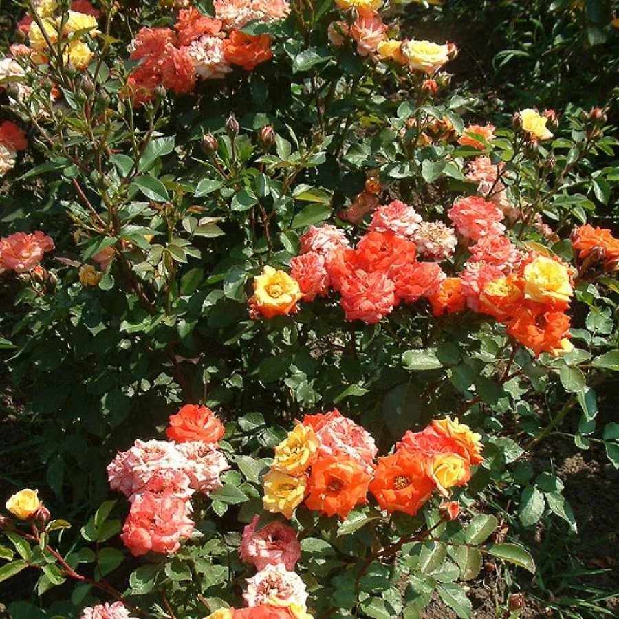 Rumba - Rosa - Rumba ® - Produzione e vendita on line di rose da giardino