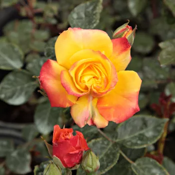 Rosa Rumba ® - rojo amarillo - árbol de rosas miniatura - rosal de pie alto