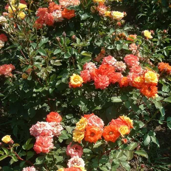 Sárga - piros sziromszél - virágágyi floribunda rózsa - diszkrét illatú rózsa - méz aromájú