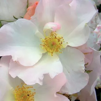 Rosen Shop - park und strauchrosen - weiß - Rosa Sally Holmes™ - diskret duftend - Robert A. Holmes - Sehr langlebig, dekorativ, gruppenweise blühend. Schmückt hervorragend naturnahe Gärten.