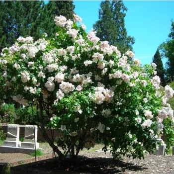 Máslová, vybledne - stromkové růže - Stromková růže s drobnými květy