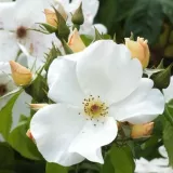 Stromčekové ruže - biely - Rosa Sally Holmes™ - mierna vôňa ruží - aróma grapefruitu
