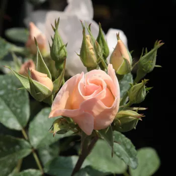 Rosa Sally Holmes™ - balts - parka rozes