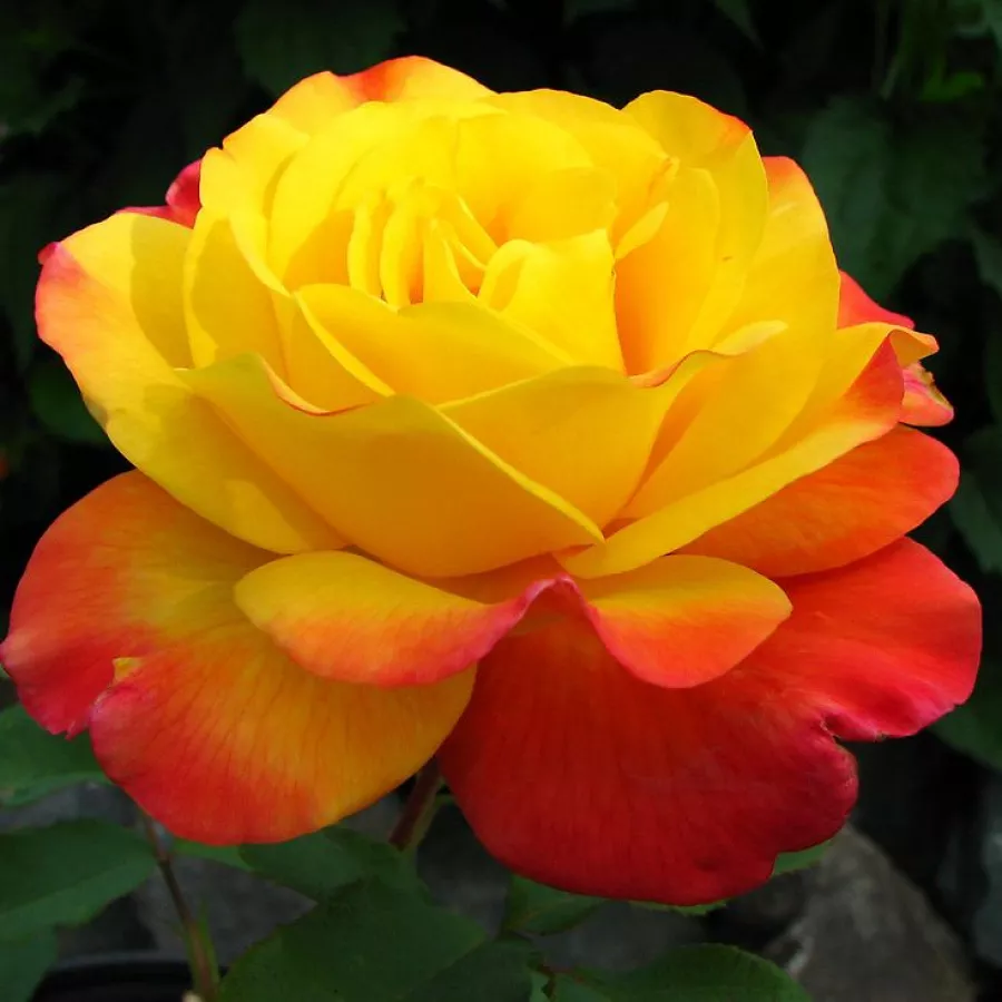 Róże rabatowe grandiflora - floribunda - Róża - Samba® - Szkółka Róż Rozaria