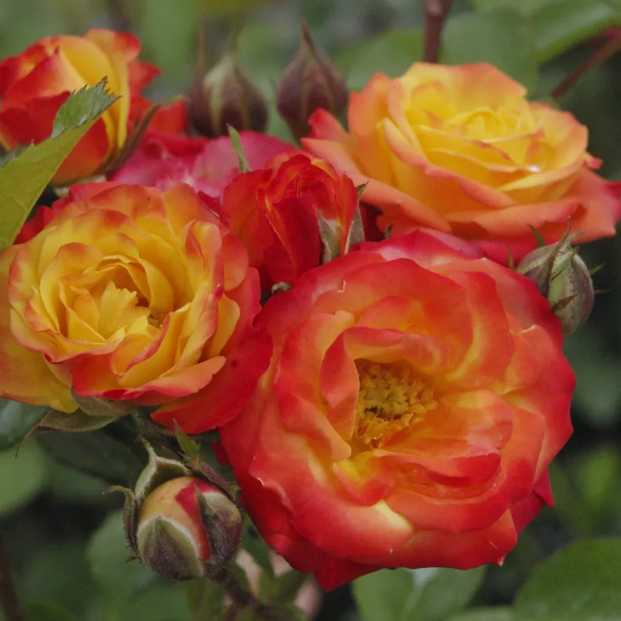 żółto czerwony - Róża - Samba® - Szkółka Róż Rozaria