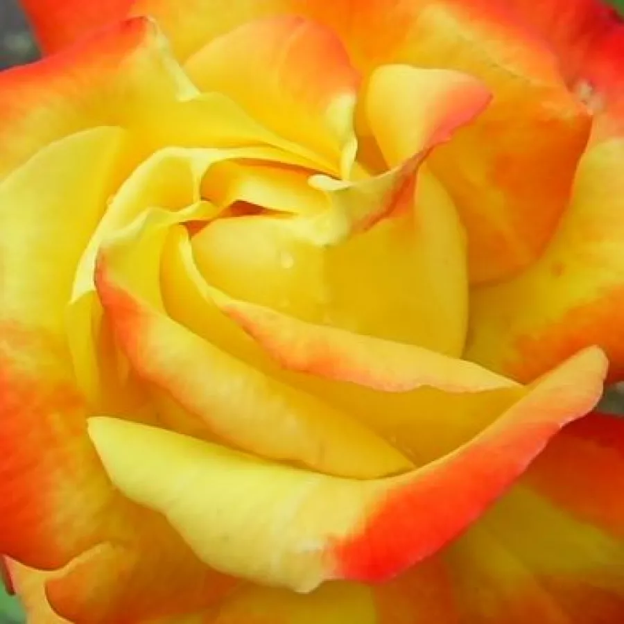 Floribunda - Róża - Samba® - Szkółka Róż Rozaria