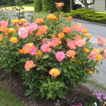Giallo - rosso - Rose Polyanthe   (30-70 cm)