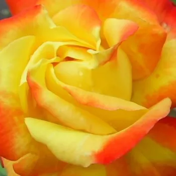 Rózsa rendelés online - sárga - vörös - nem illatos rózsa - Samba® - virágágyi floribunda rózsa - (30-70 cm)