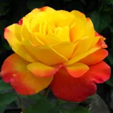 Gul - röd - floribunda rabattros - ickedoftande ros - Rosa Samba®
