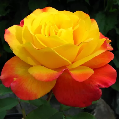 Poзa Самба® - Роза флорибунда - желто-красная - роза без запаха - Питомник  Роз 🌹 PharmaRosa®