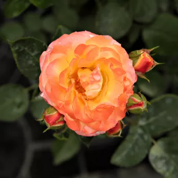 Rosa Samba® - dzeltens - koši sarkans - dārza floribundroze