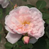 Rózsaszín - angol rózsa - Online rózsa vásárlás - Rosa Ausclub - diszkrét illatú rózsa - barack aromájú