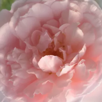 Rózsa rendelés online - rózsaszín - angol rózsa - Ausclub - diszkrét illatú rózsa - barack aromájú - (75-180 cm)