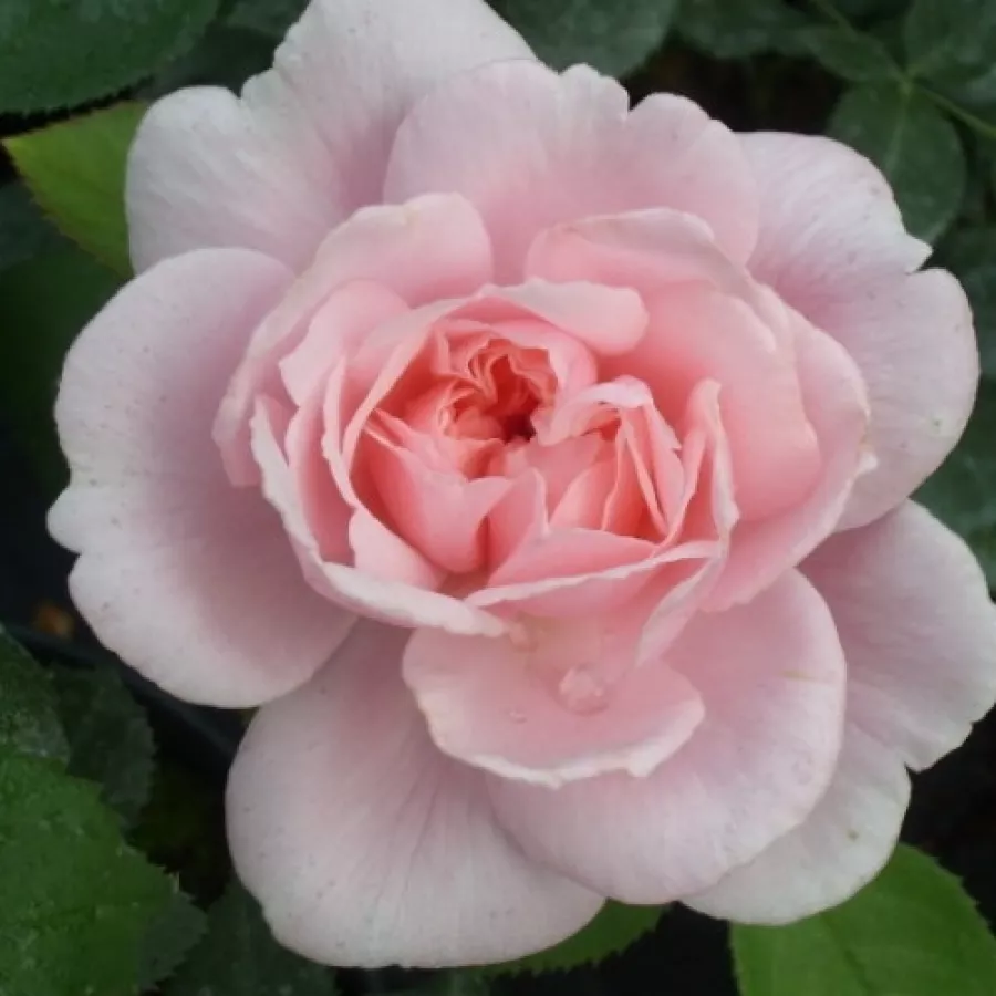 Rose Inglesi - Rosa - Ausclub - Produzione e vendita on line di rose da giardino