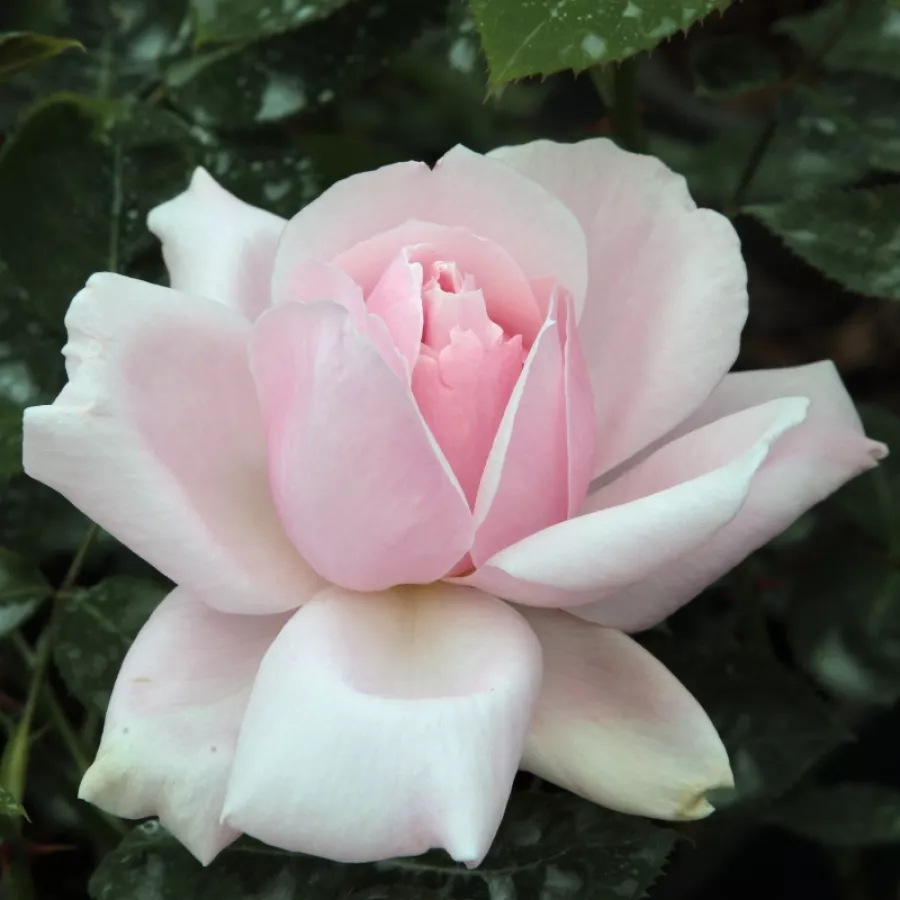 Roz - Trandafiri - Ausclub - Trandafiri online