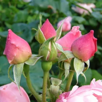 Rosa Ausclub - rosa - englische rosen