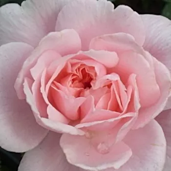 Pedir rosales - rosales ingleses - rosa - rosa de fragancia discreta - melocotón - Ausclub - (75-180 cm)