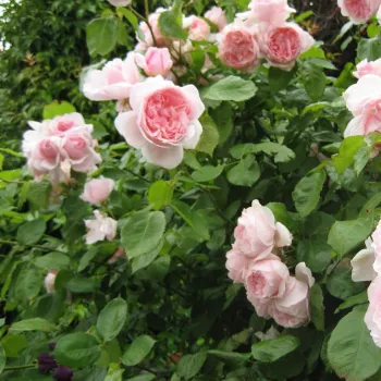 Bladoróżowy - róża pienna - Róże pienne - z kwiatami róży angielskiej