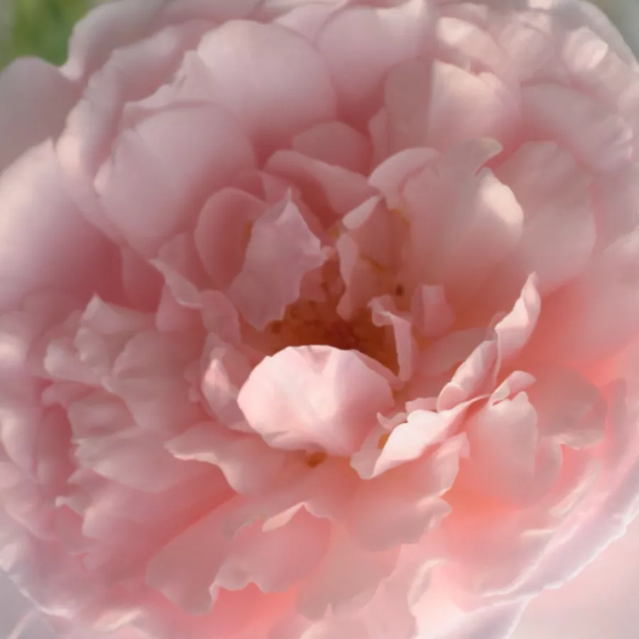 Csokros - Rózsa - Ausclub - Kertészeti webáruház