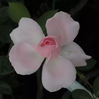 Rosa Ausclub - różowy - róża pienna - Róże pienne - z kwiatami róży angielskiej