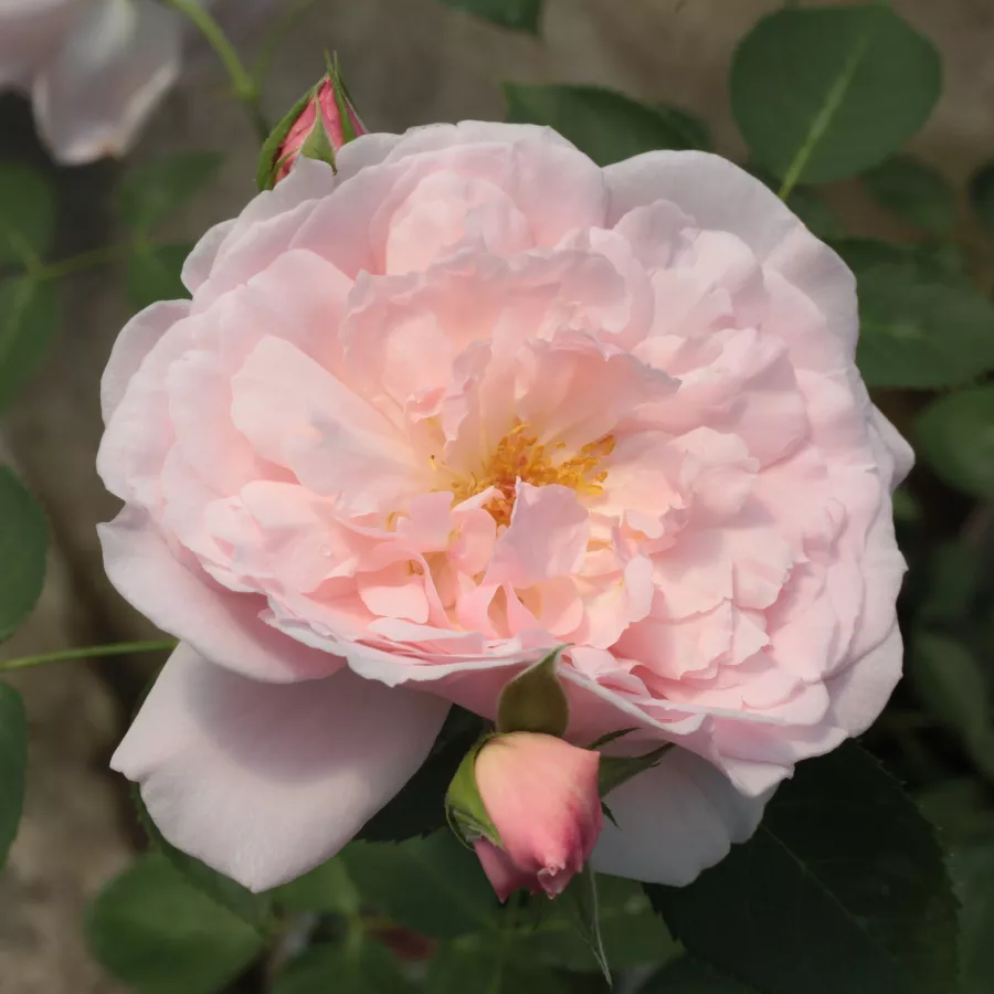 Trandafir cu parfum discret - Trandafiri - Ausclub - comanda trandafiri online