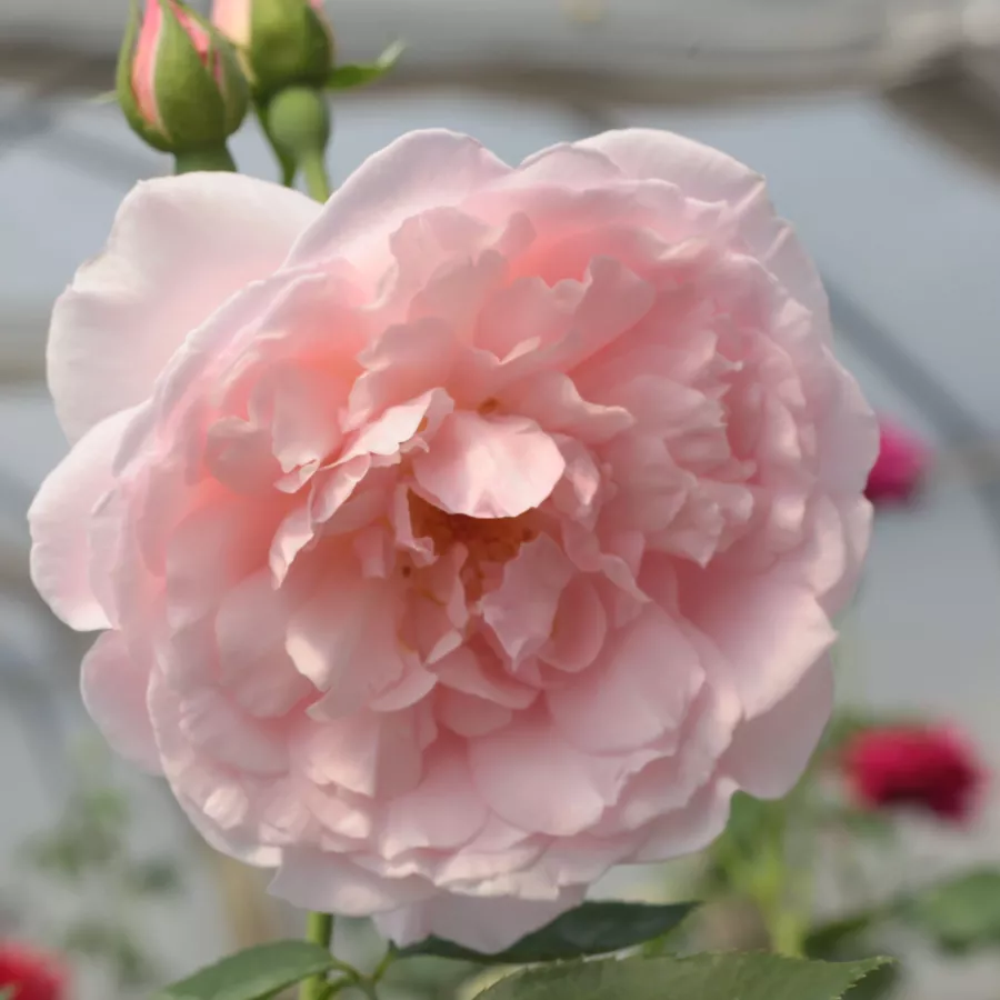 Trandafiri englezești - Trandafiri - Ausclub - comanda trandafiri online